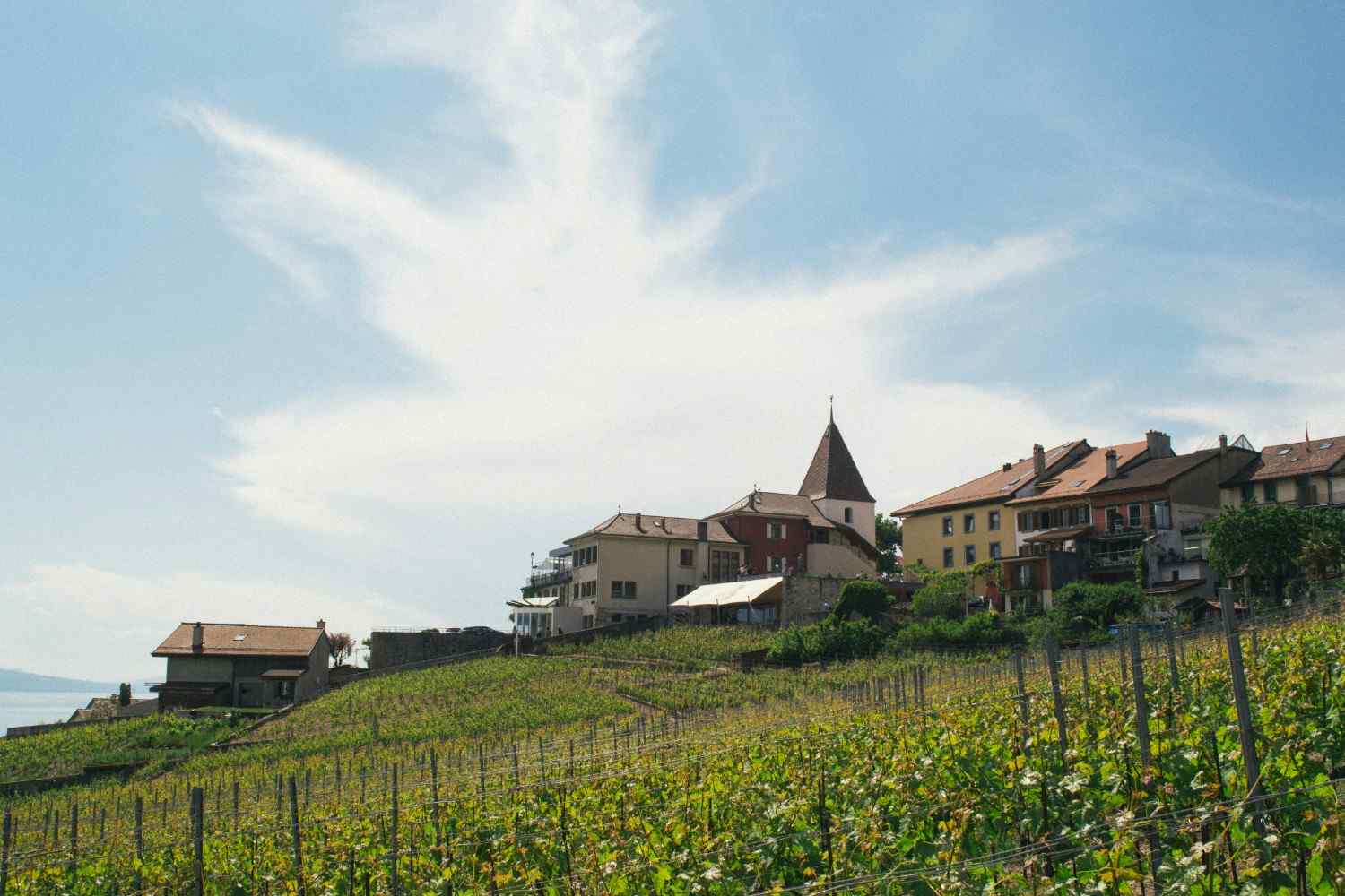 Image of Lavaux Vineyards