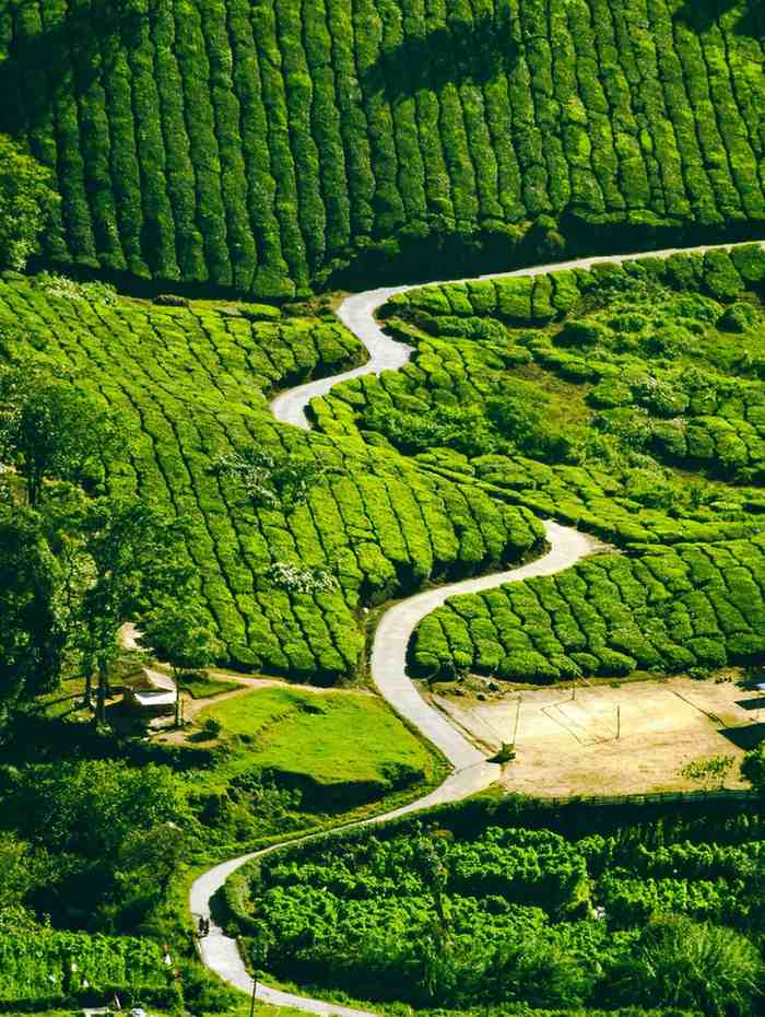 Munnar Landscape
