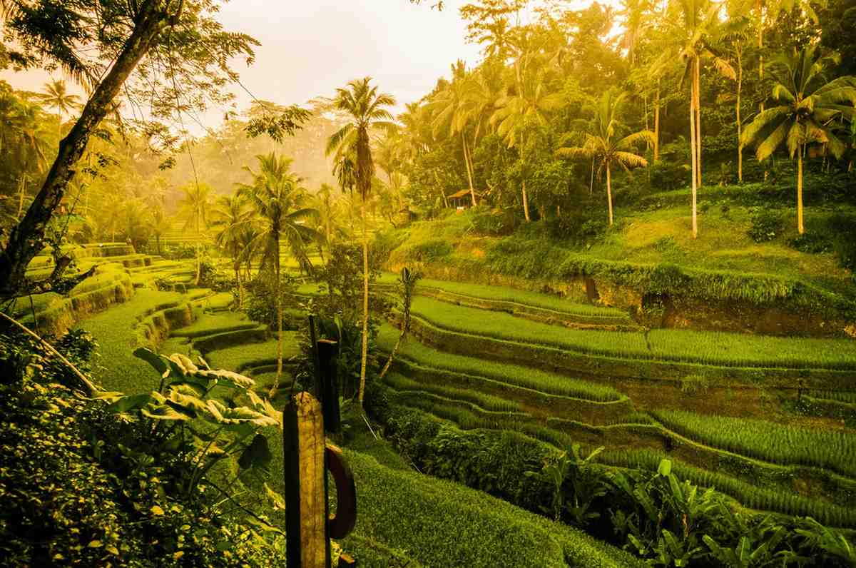 Image of Ubud